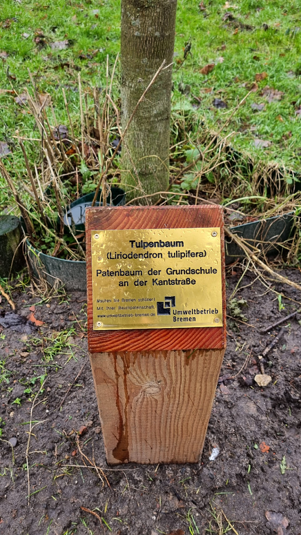 Einer unserer B&auml;ume im Park